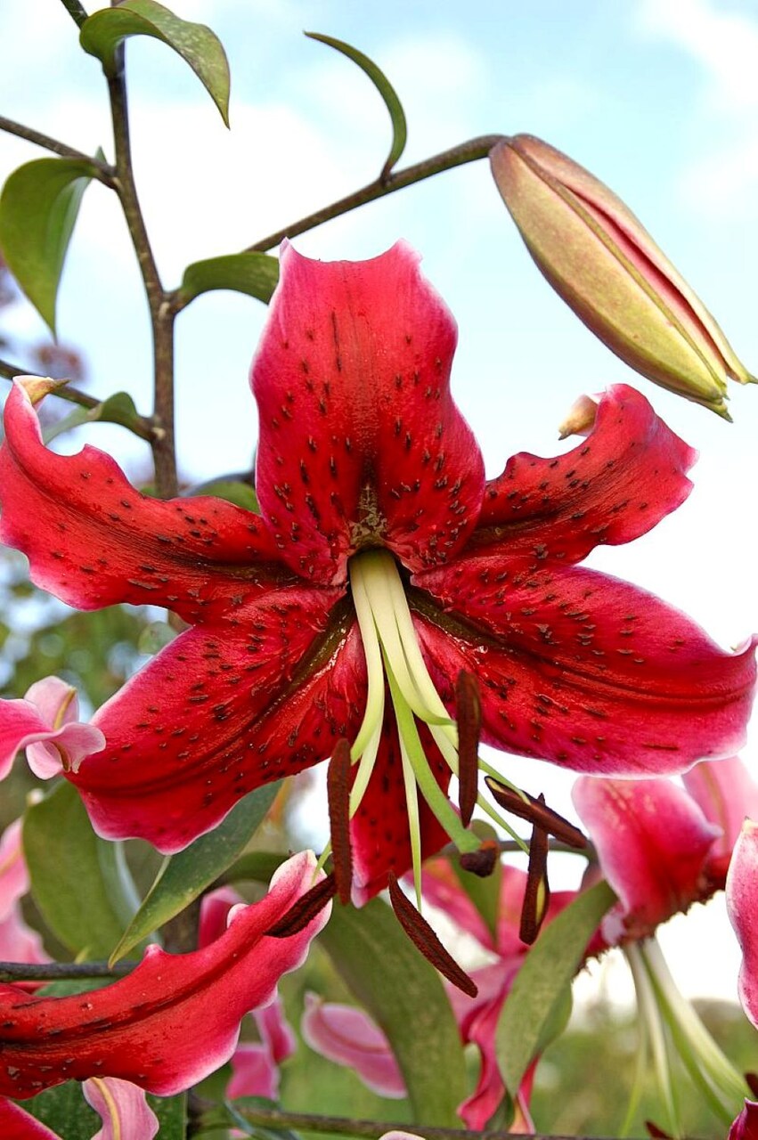 Miss Feya Giant Hybrid Lily 2 Bulbs - 16/18 cm - Rosy Red with Black Speckles